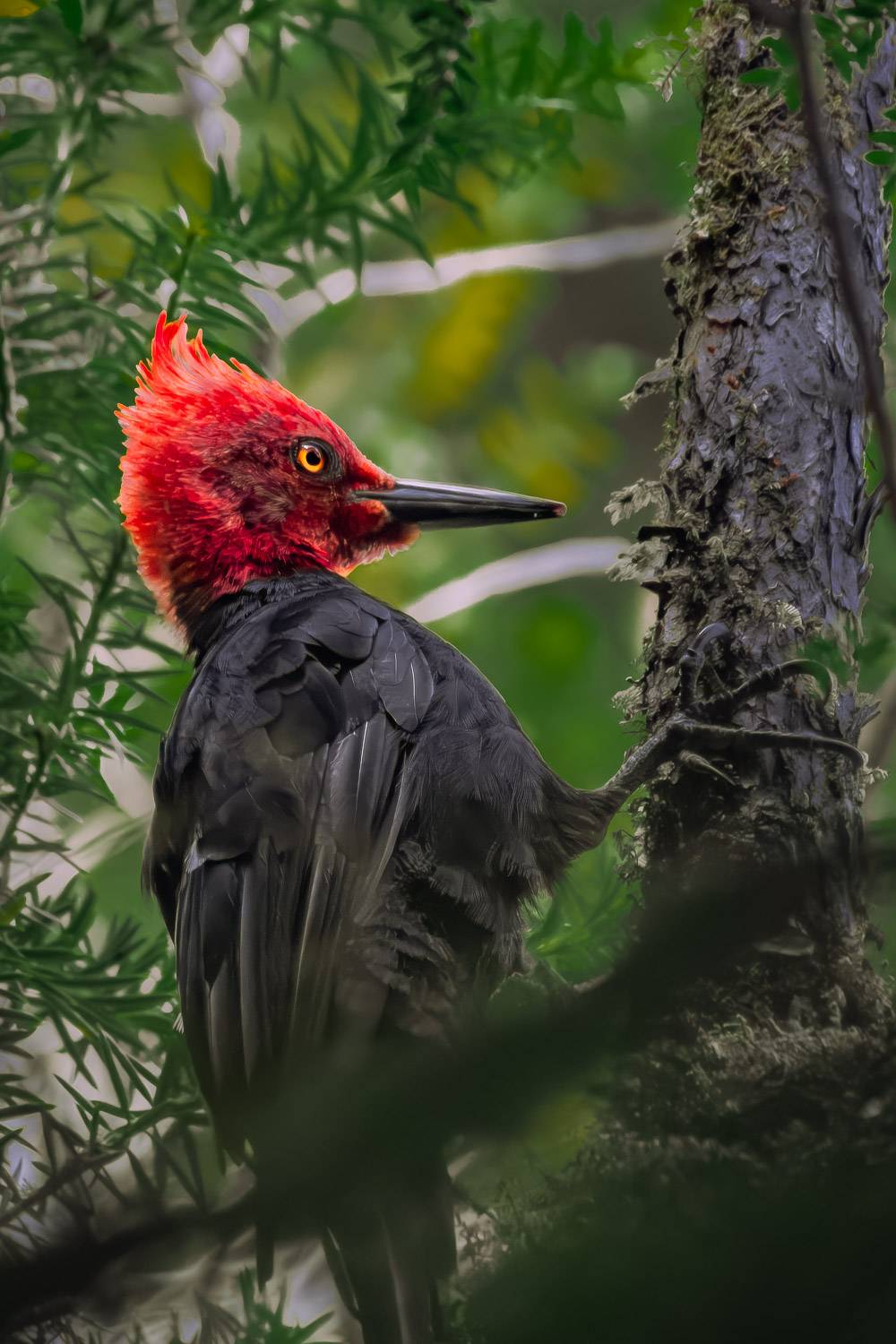 Carpintero Negro