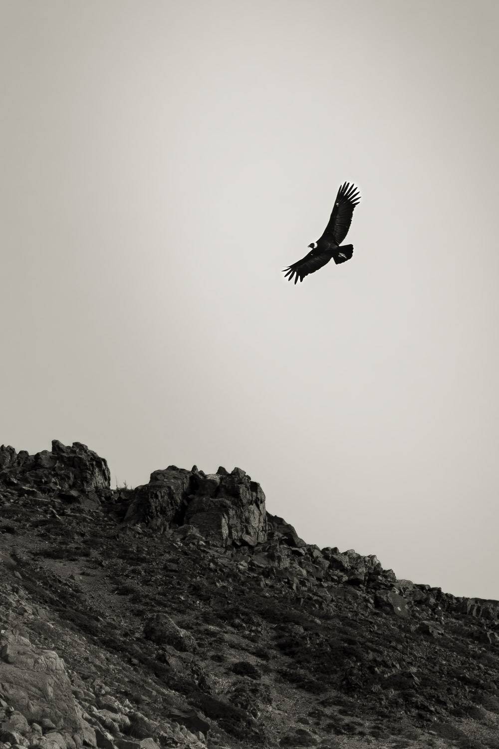 Cóndor