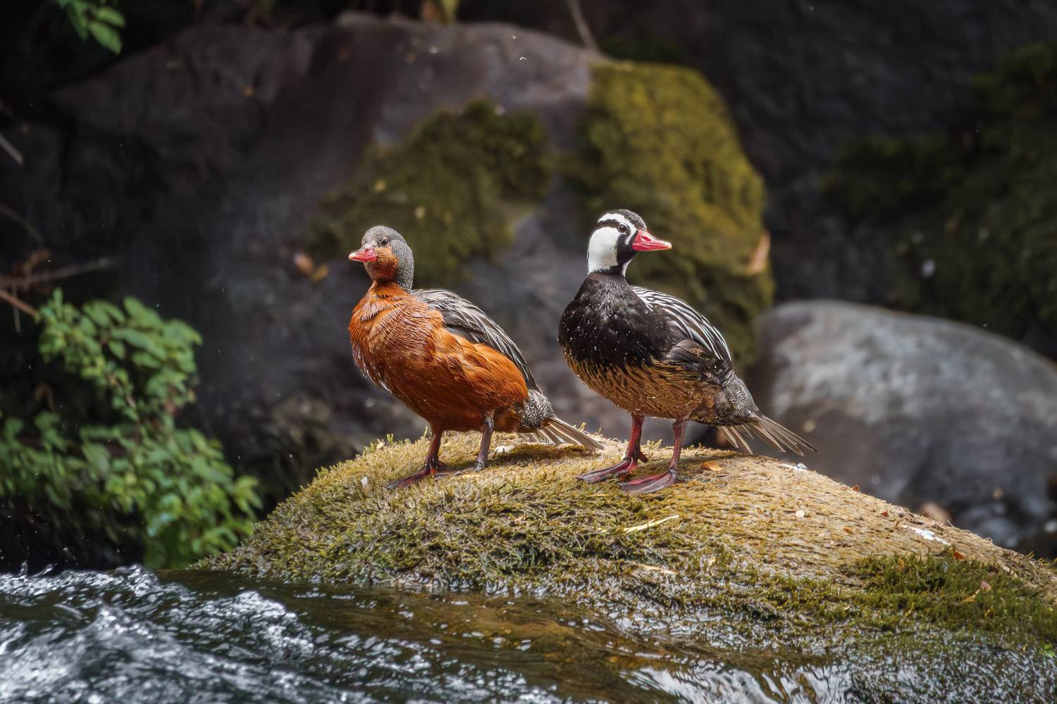 Patos Cortacorriente